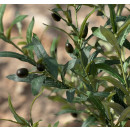 planta-artificial-decorativa-olivo-175